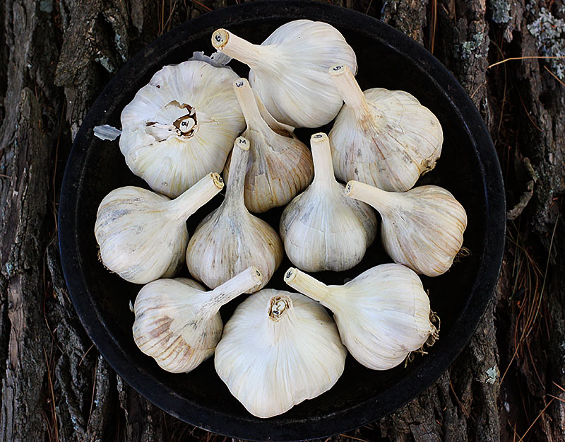 Freshly cured hard-neck garlic bulbs labeled with their variety on the tip of the stalk.