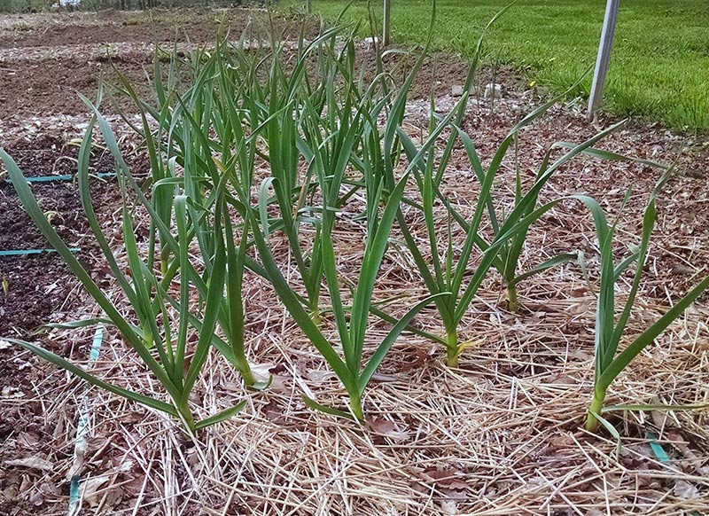50 garlic plants arranged in a checkboard planting for maximum space utilization