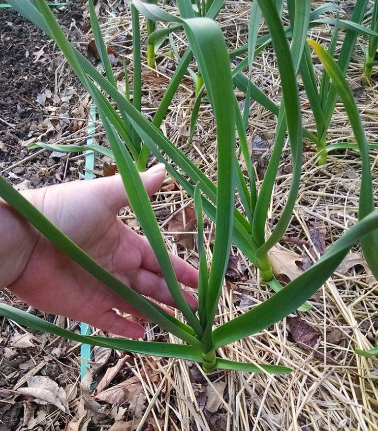 Garlic How to Plant & Grow