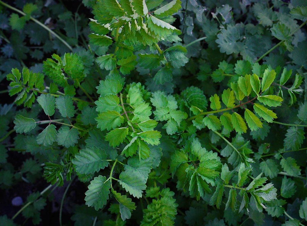 A rosette of Salad Burnet stems unfurling their scalloped, cucumber-scented leaves.