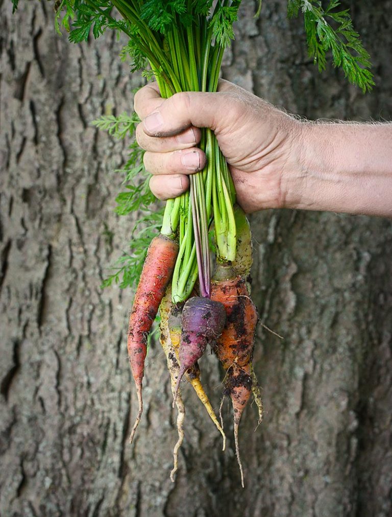 Hand hold a bunch of freshly harveste rainbow carrots by the stems.