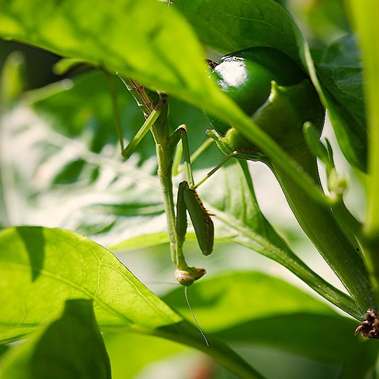 Close-up view of a praying mantis hanging upside down from a bell pepper stem.