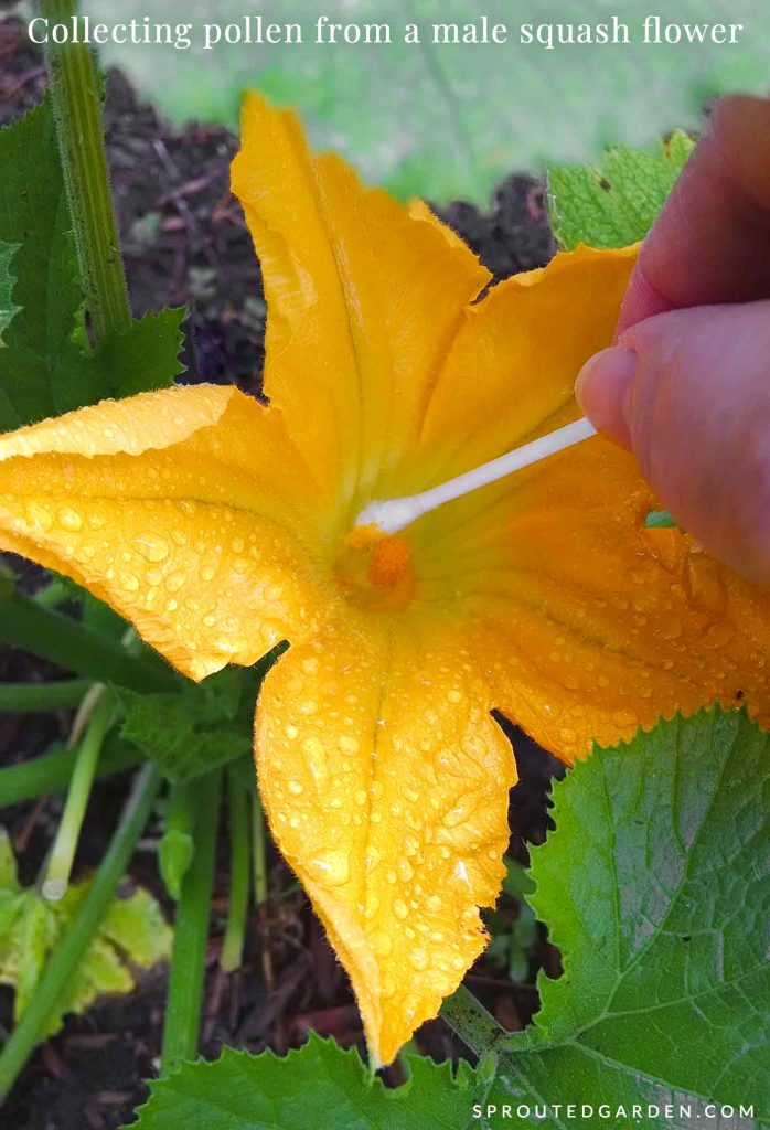 Collecting pollen from a male squash flower for hand-pollination