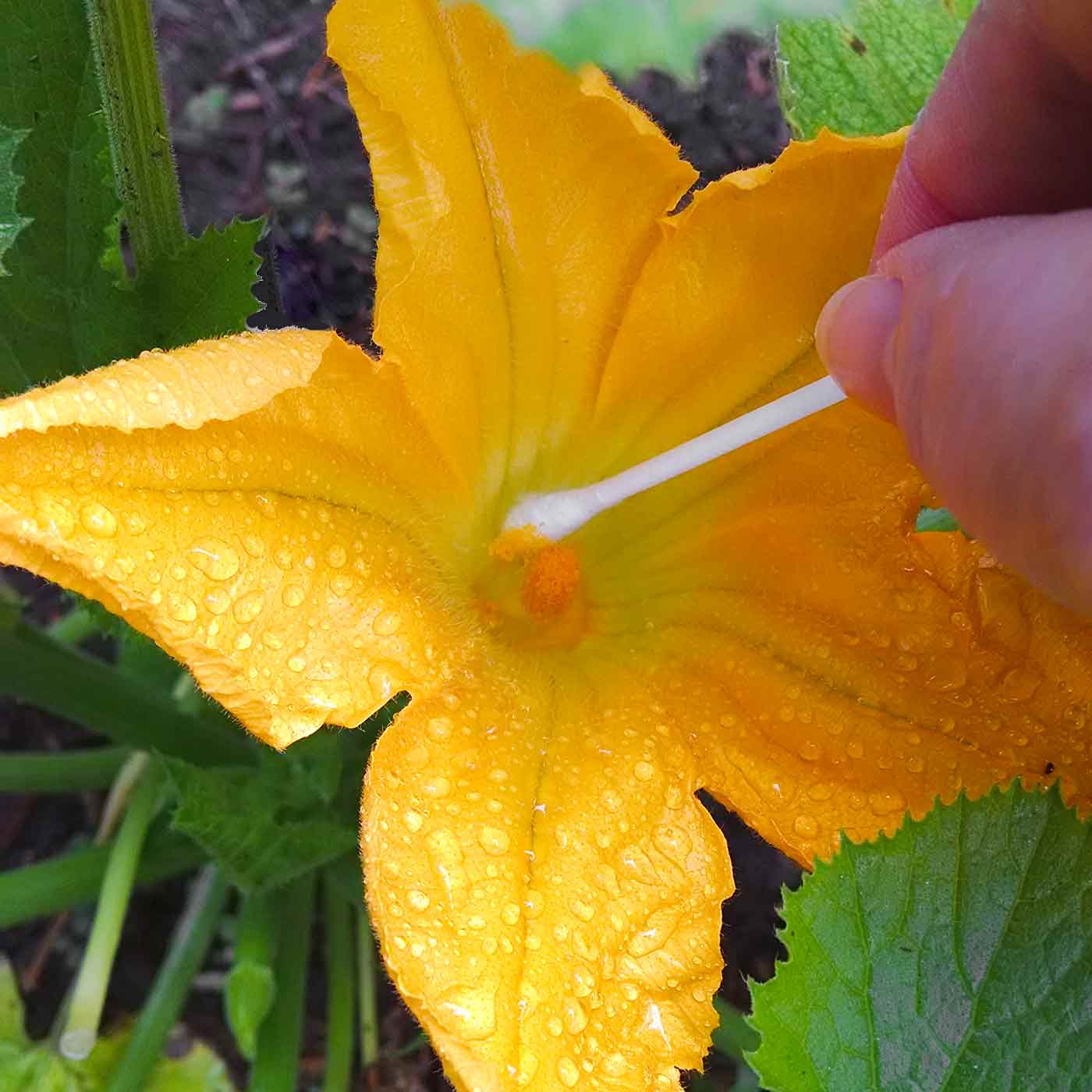 How to Hand Pollinate Squash