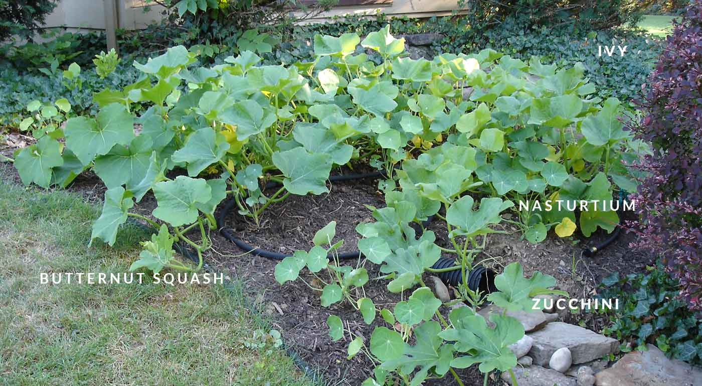 How to Hand Pollinate Squash