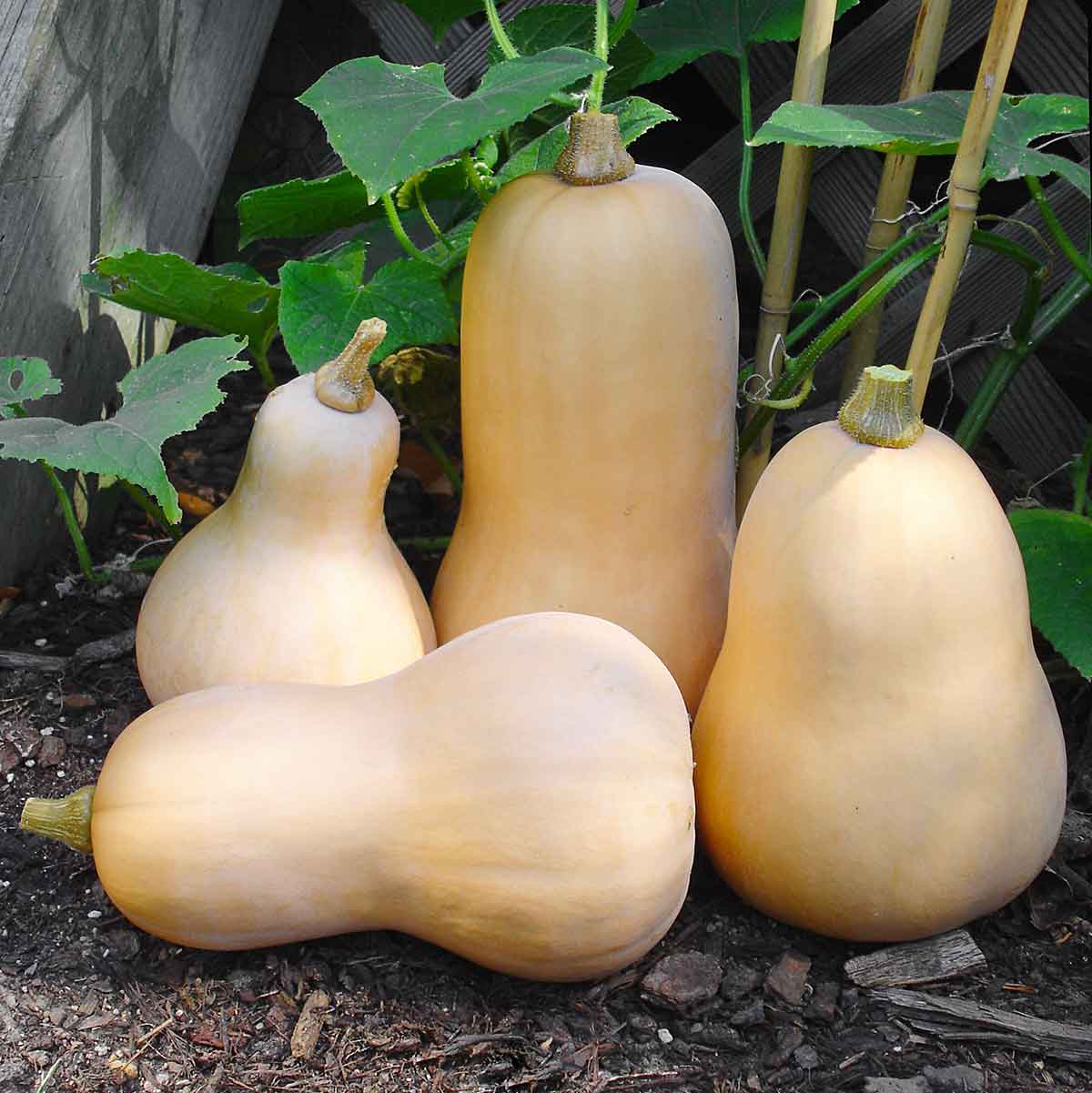 How to Hand Pollinate Squash