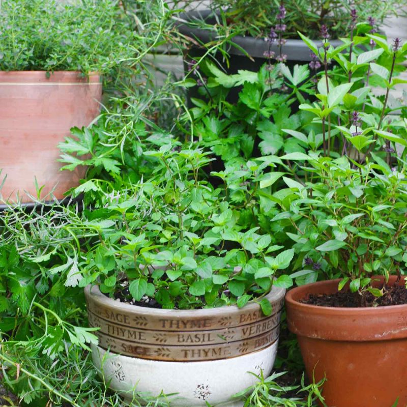 10 Cooking Herbs to Grow in Your Garden This Year