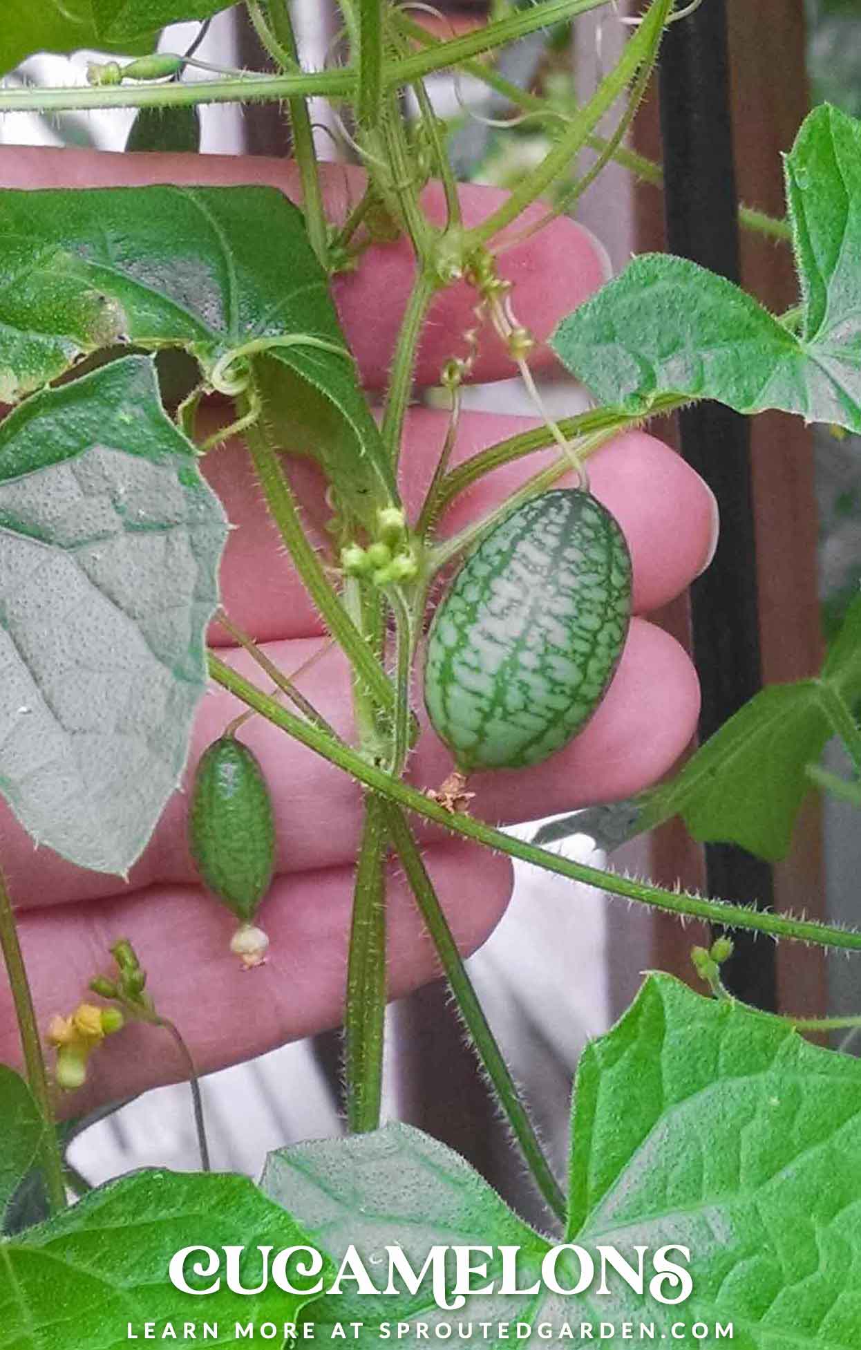 Cucamelons on the vine.
