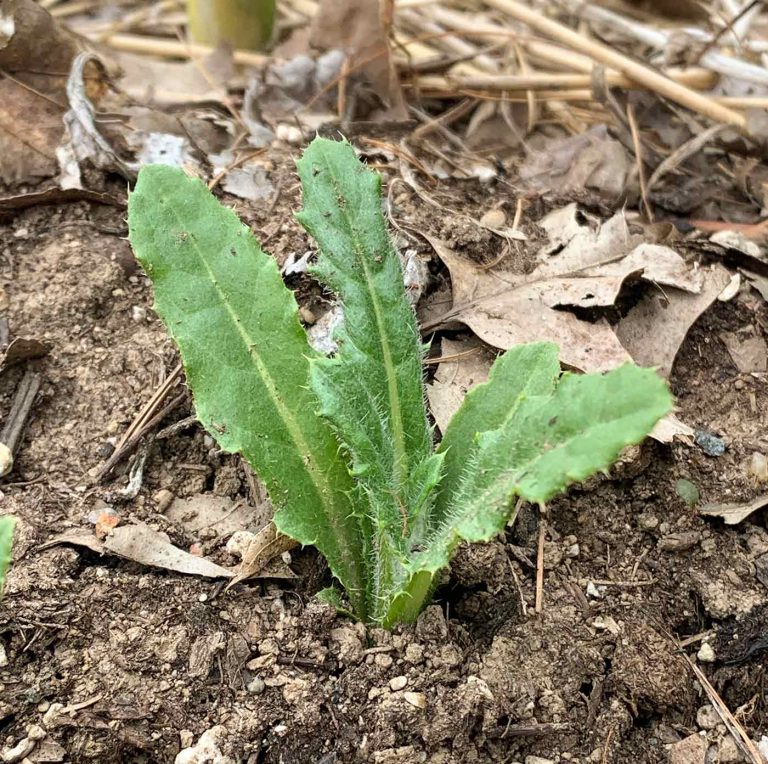 Up-close photo of a young thistle plant