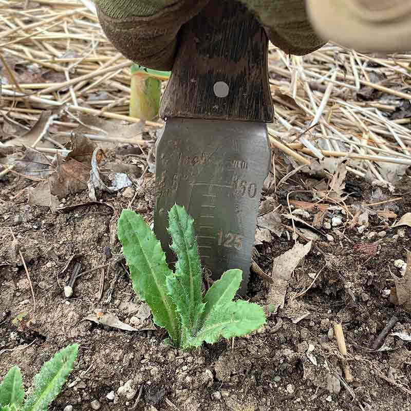 How to dig up thistle with a shovel or garden knife