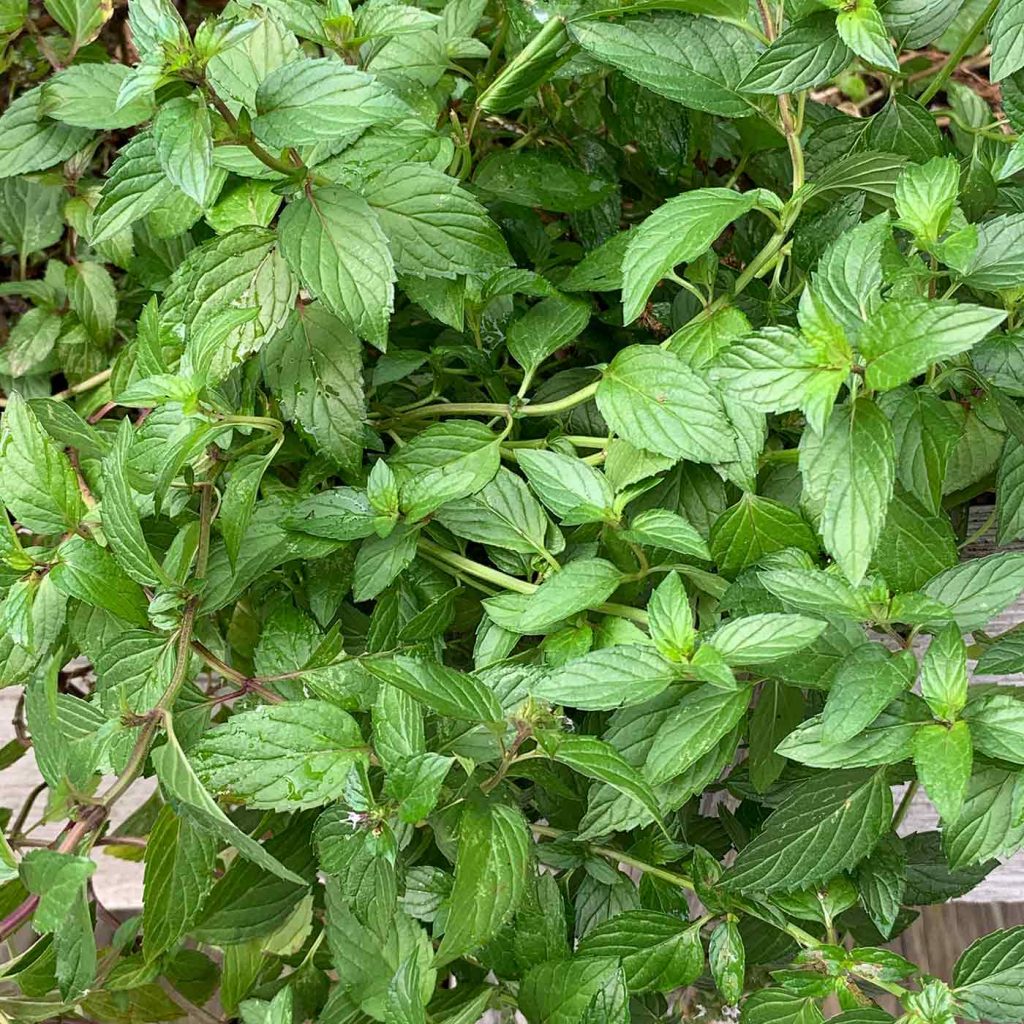 Close-up of the leaves of a peppermint plant