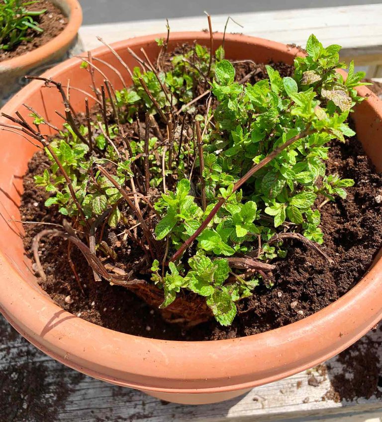 How to Transplant Mint Growing Mint in Pots