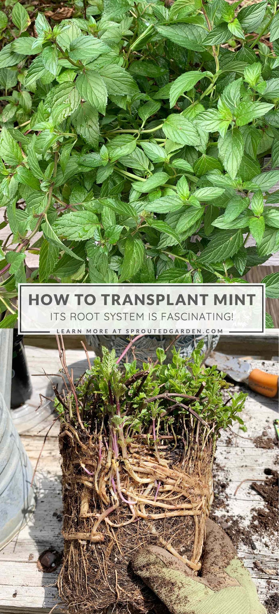 How to Transplant Mint
