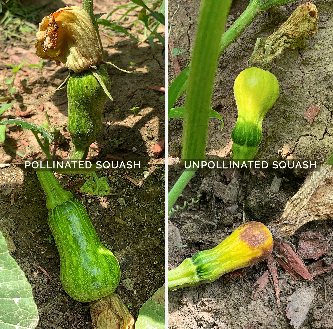 How to tell the difference between pollinated and unpollinated butternut squash