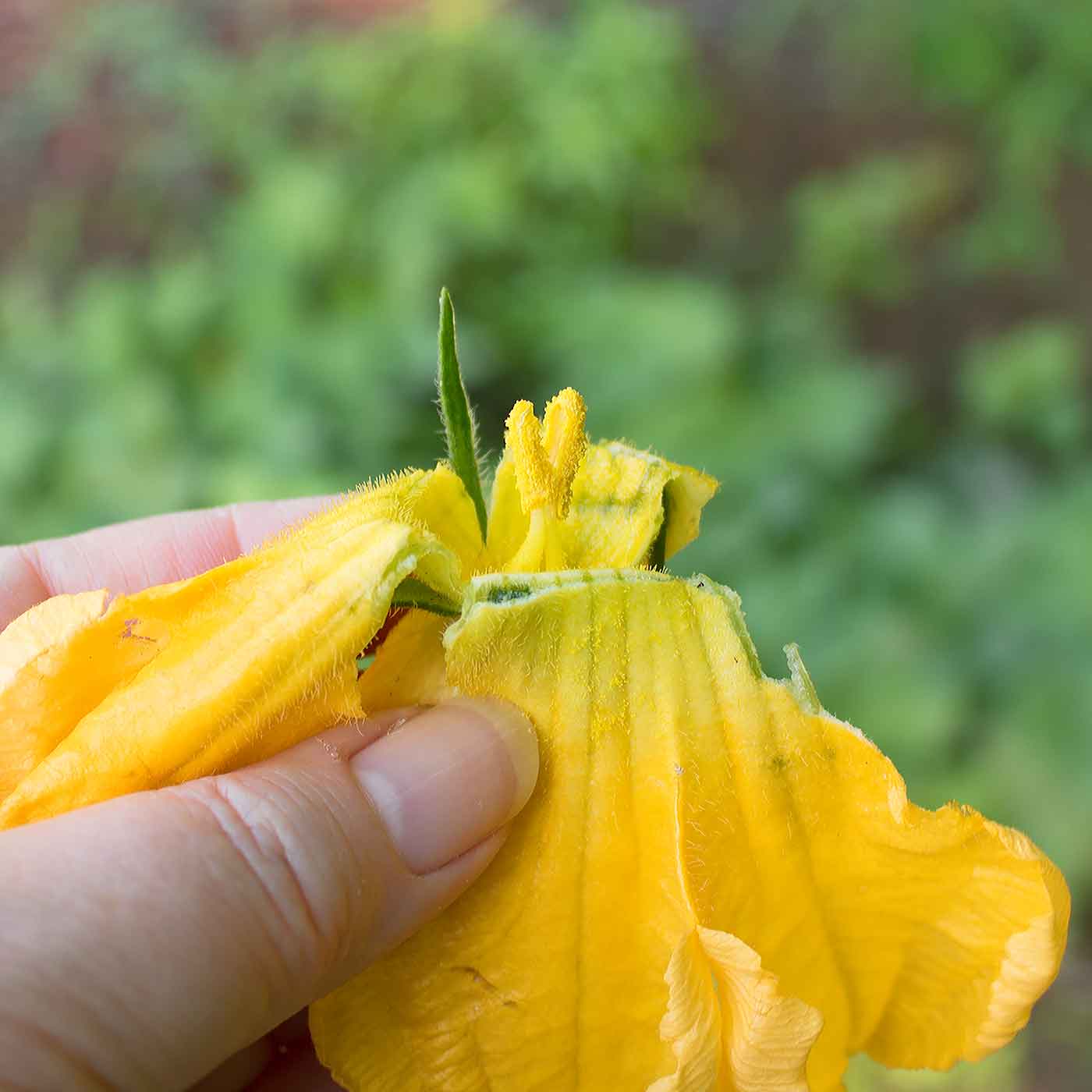 Pollen-covered anther of a male butternut squash blossom