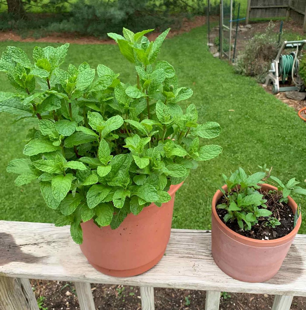 How to Transplant Mint Growing Mint in Pots