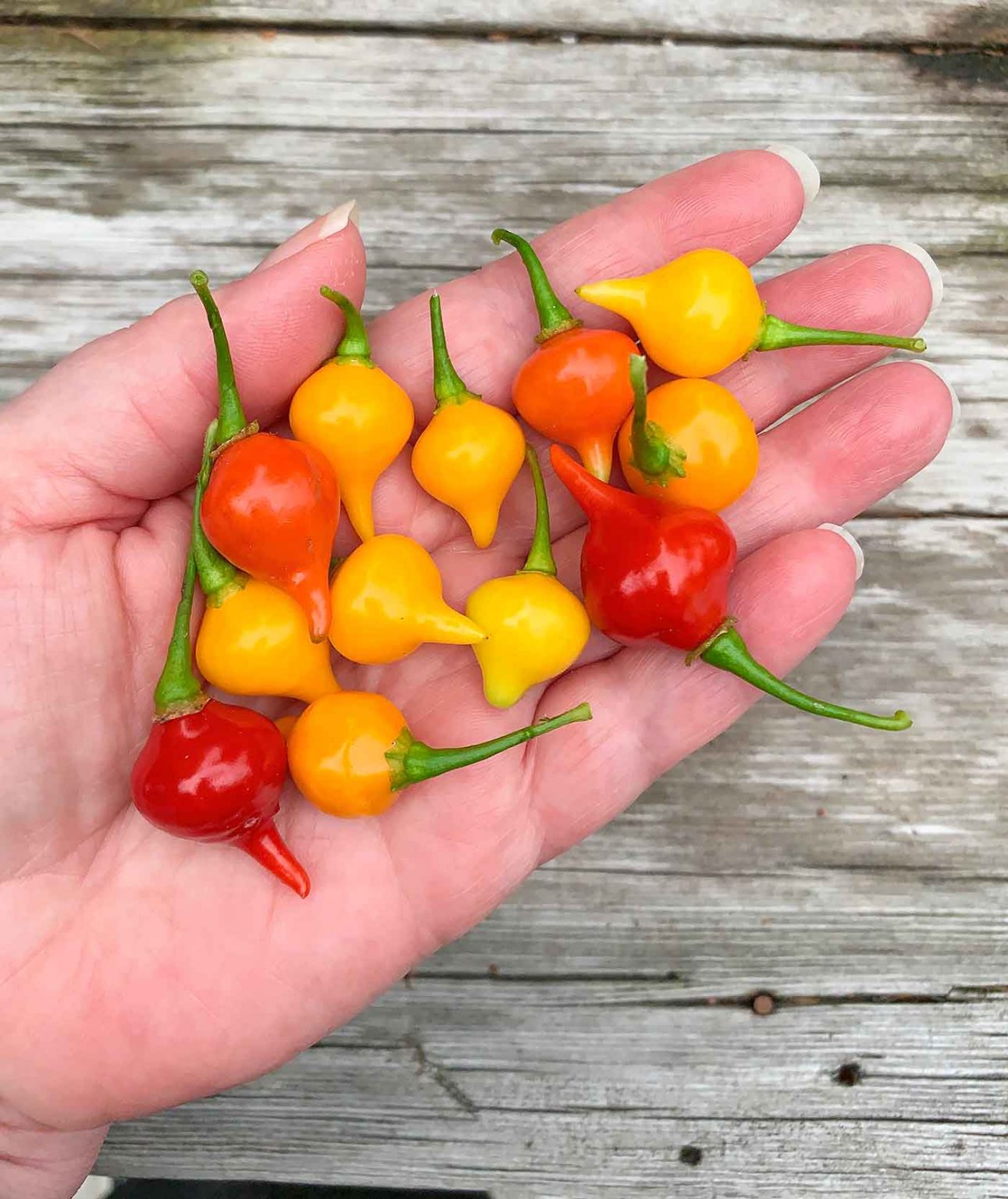 biquinho-peppers-sweety-drop-peppers-sprouted-garden