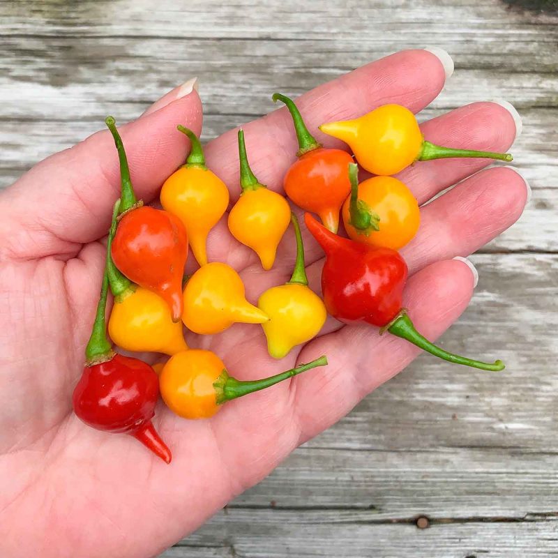Hand holding yellow and red biquinho peppers