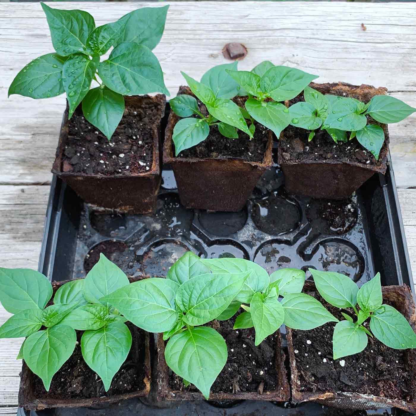Tray of biquinho pepper seedlings, hardening off outdoors.