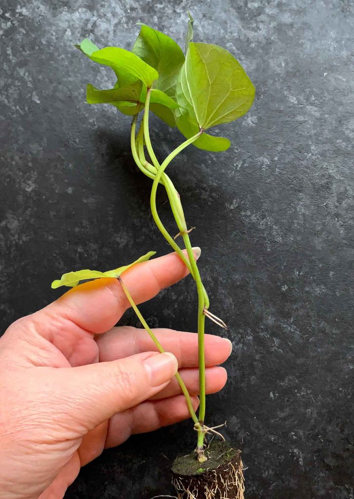 Okinawan Sweet Potatoes How to Plant & Grow Hawaiian Purple Sweet Potatoes Sprouted Garden