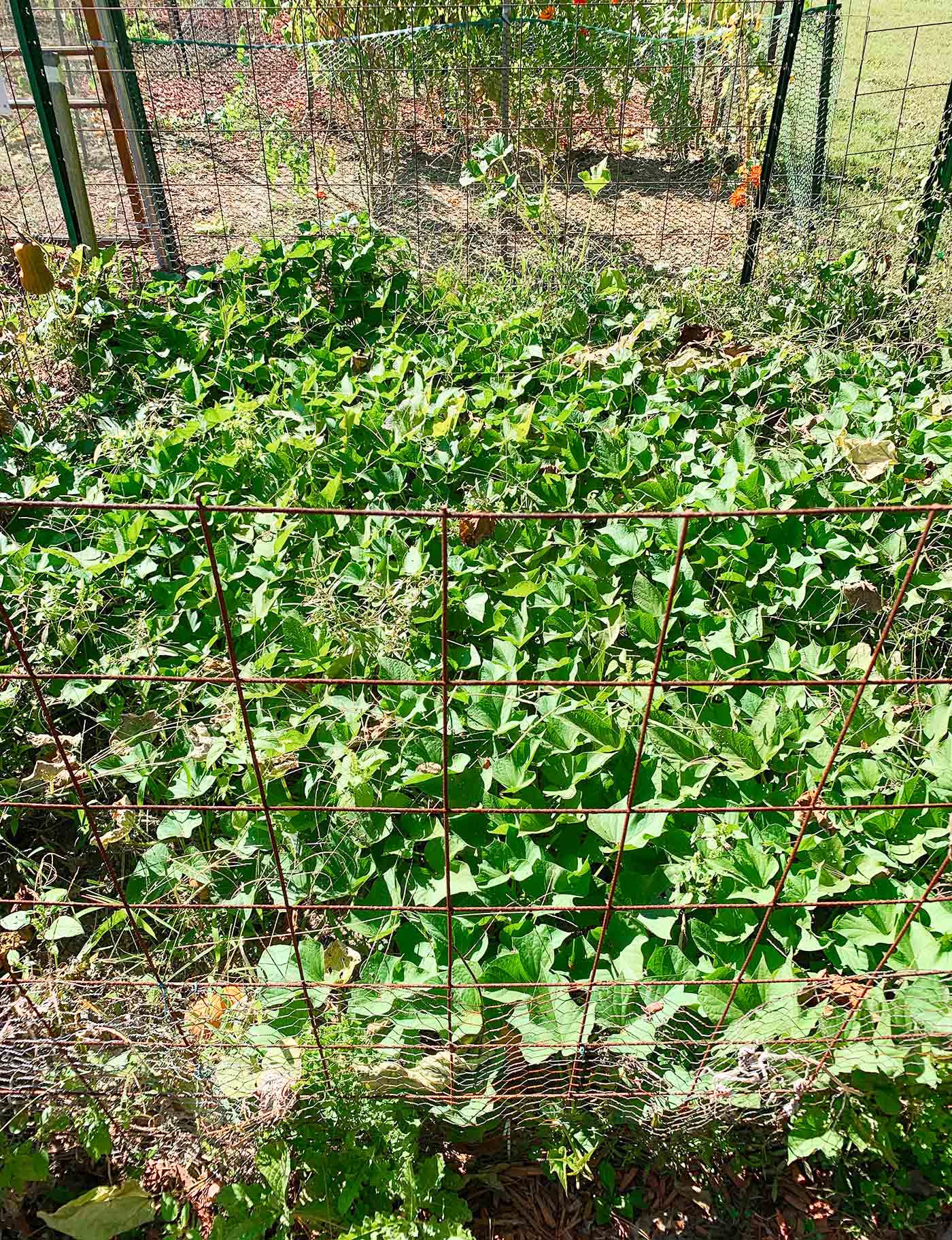 Fence configuration used for sweet potato plot.