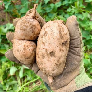 Two freshly harvested Okinawan sweet potatoes