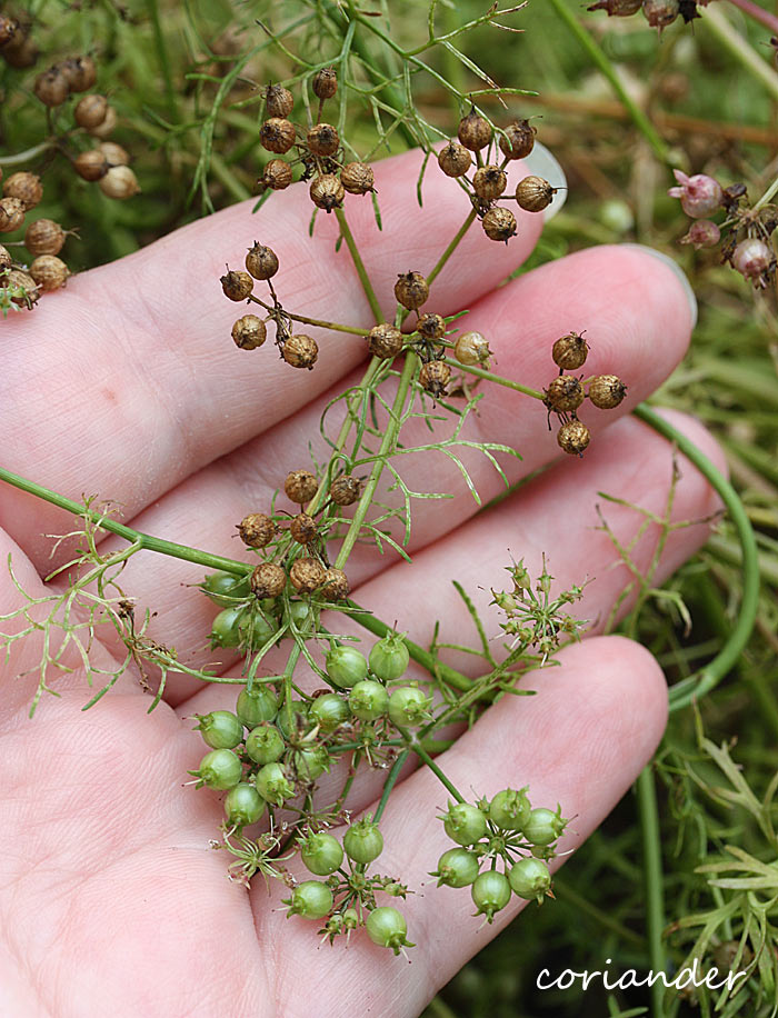 Coriander seeds in various stages of drying on the plant.
