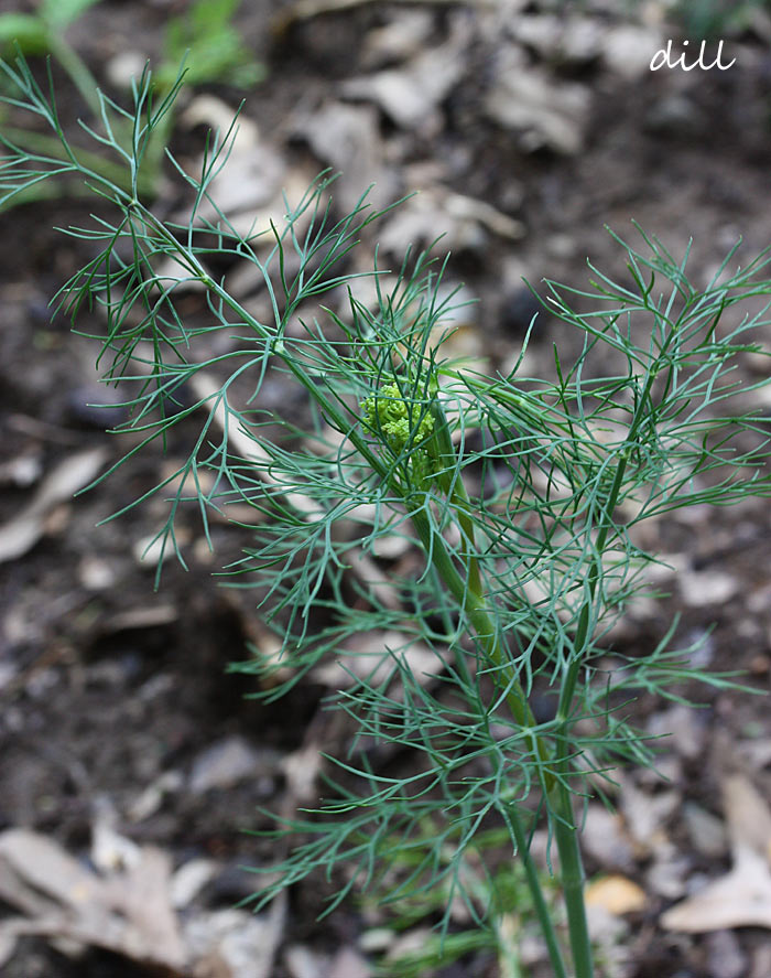 A stalk of fresh dill leaves.