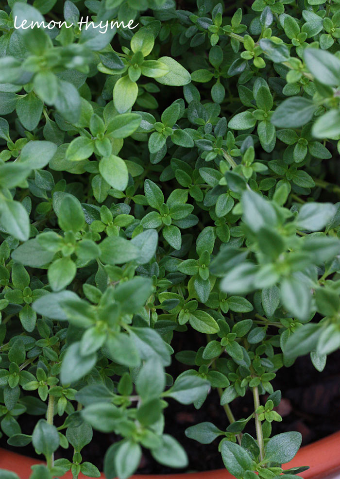 A close up of the leaves of a lemon thyme plant, grown in a pot