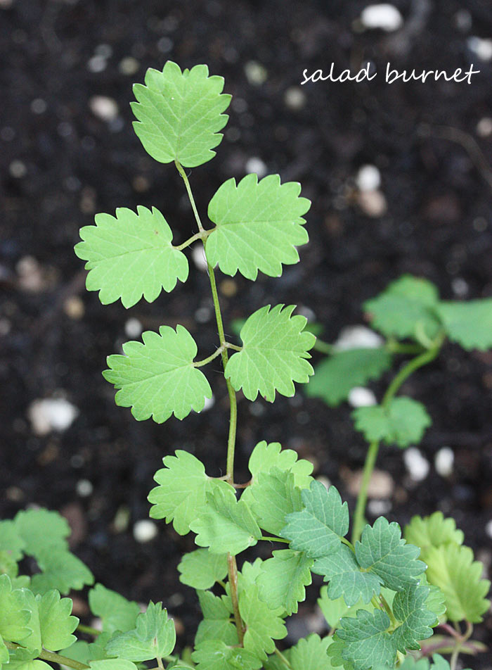 Close-up of the scallop-shaped leaves of the salad burnet plant.