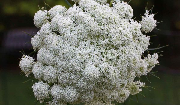 Close up of carrot flower.
