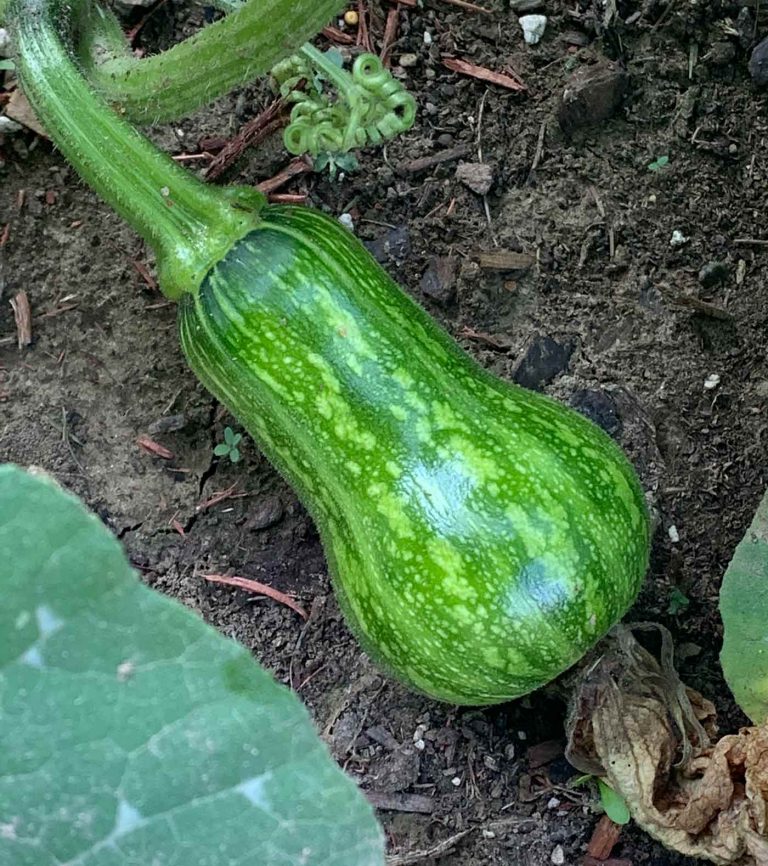 Honeynut Squash How to Plant and Grow