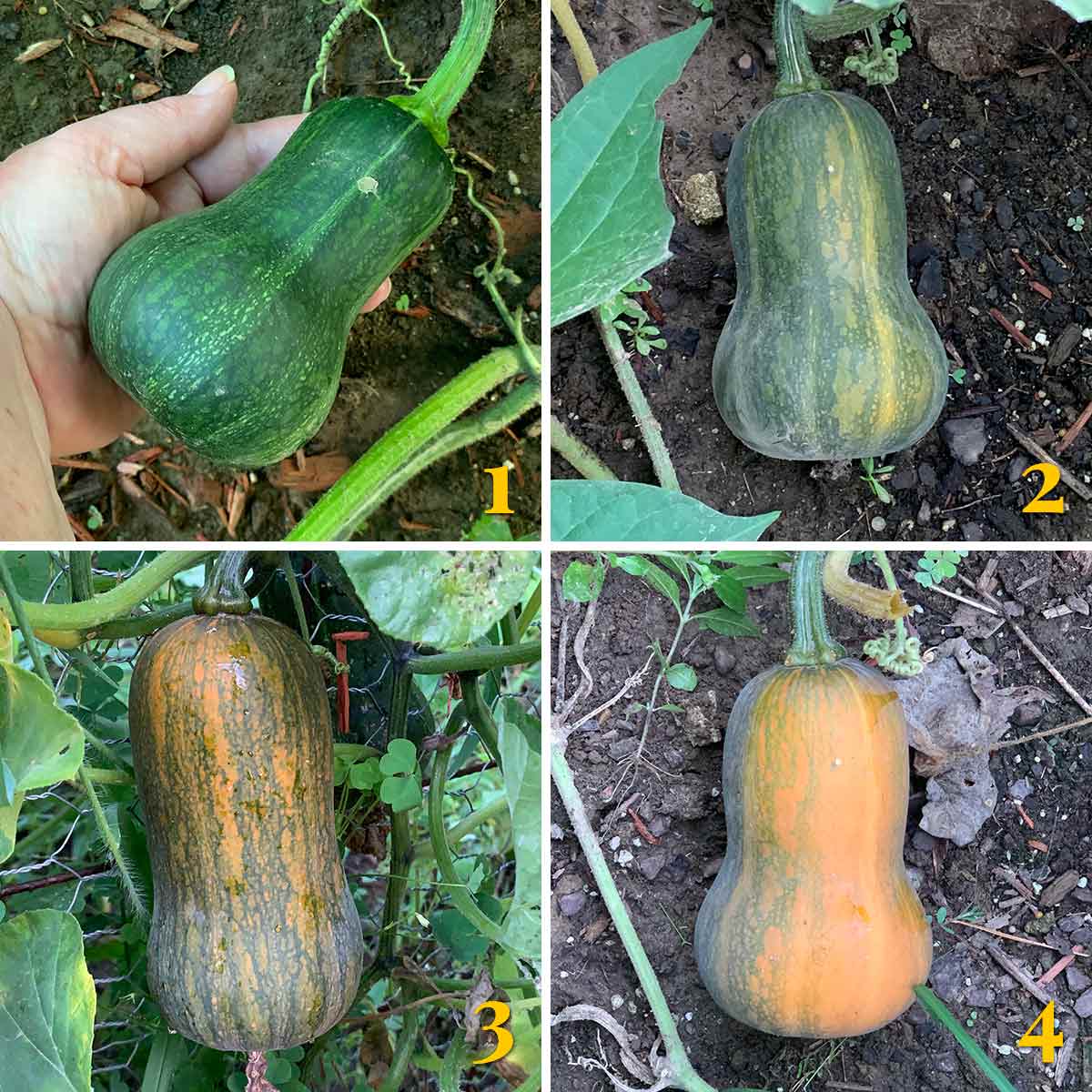 Collage showing the stages of honeynut squash ripening.