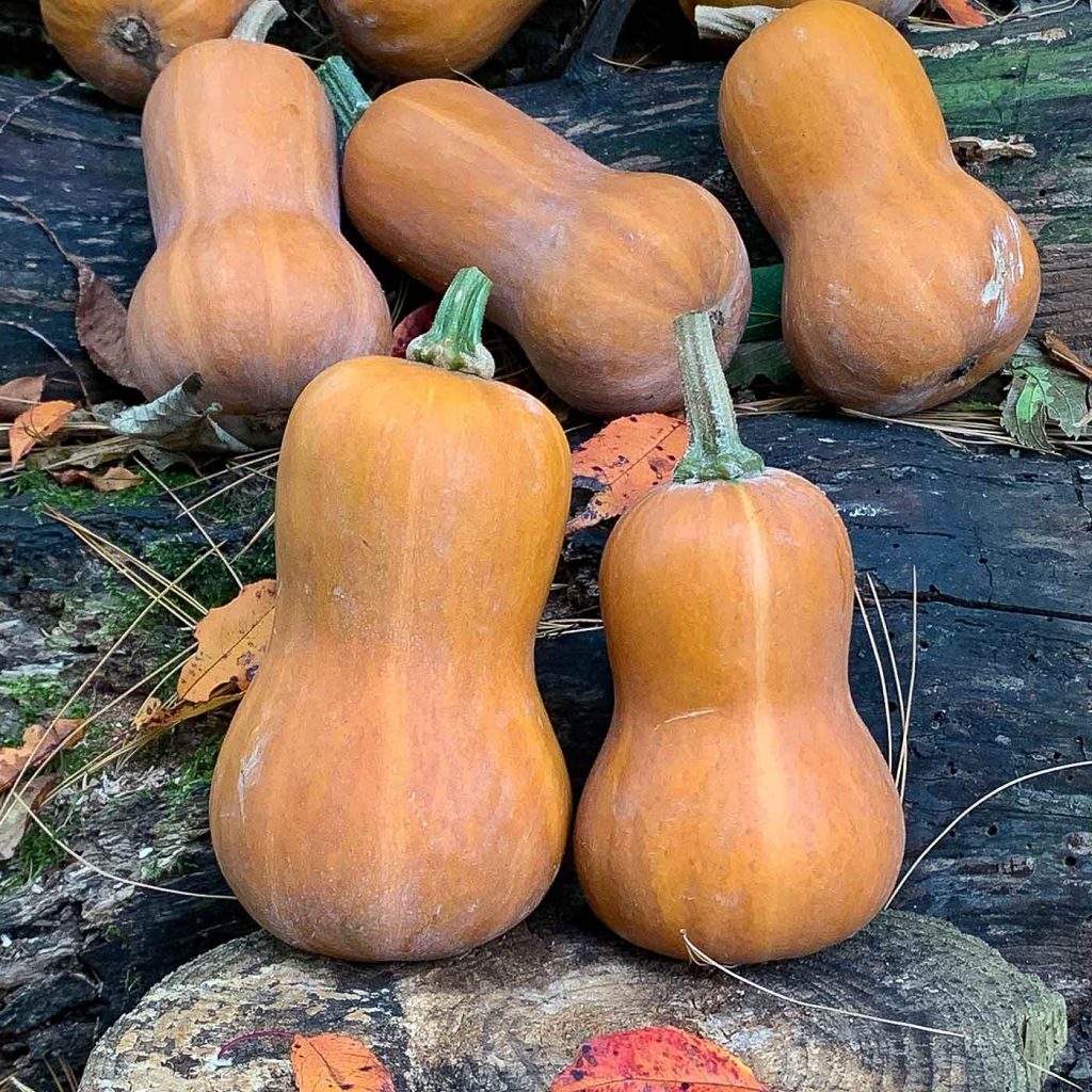 Honeynut Squash: How to Plant and Grow - SproutedGarden.com