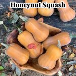 Learn how to grow Honeynut Squash