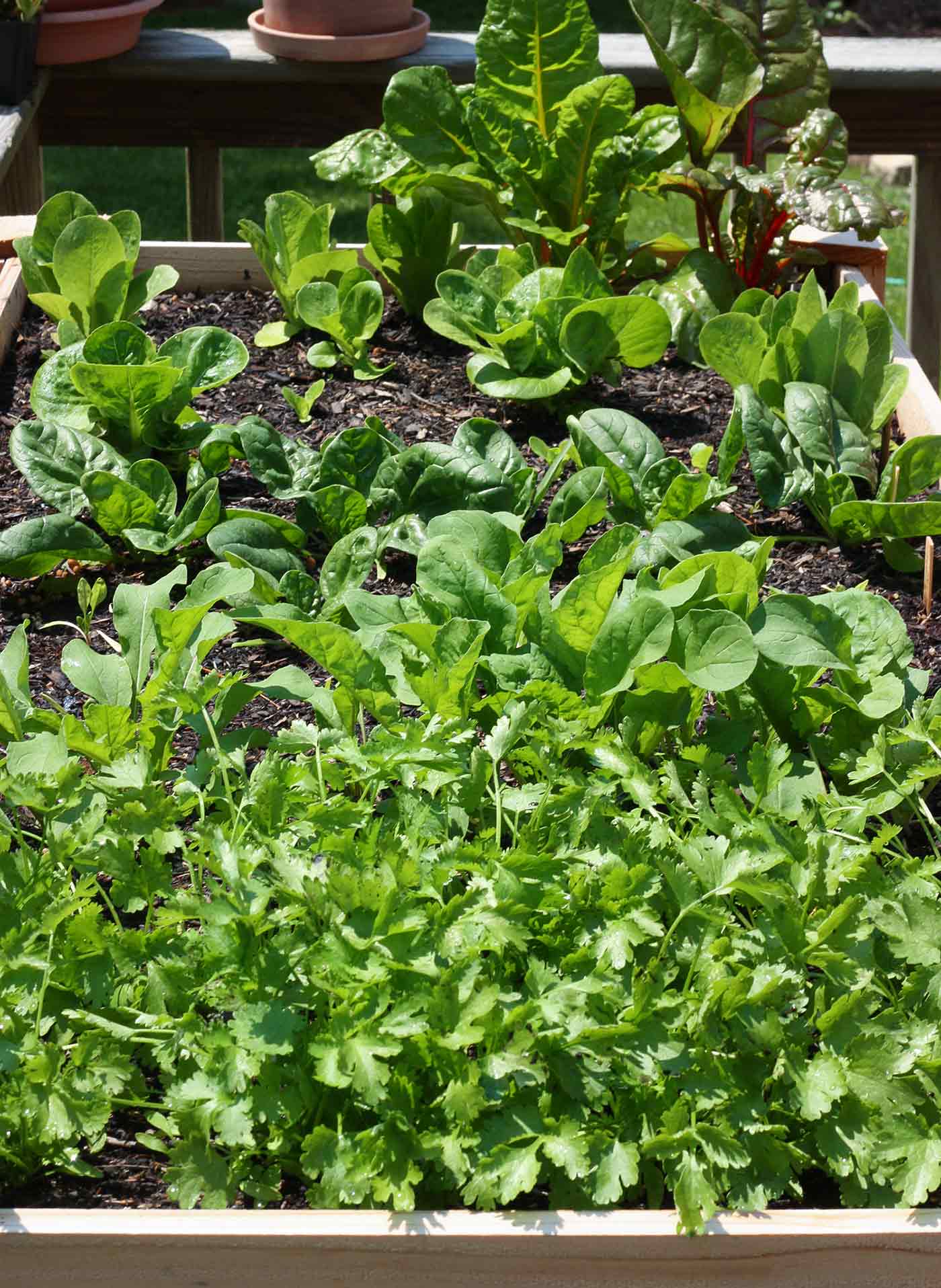 Cilantro growing in garden bench.