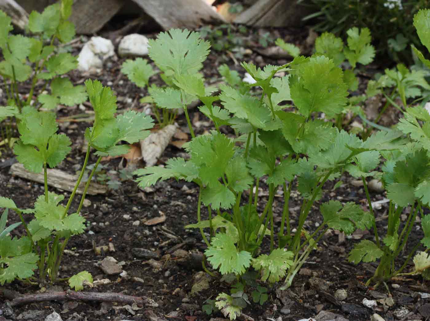 Cilantro growing in the ground