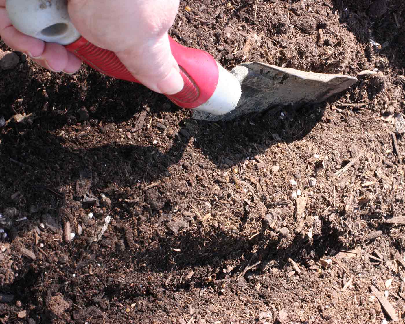 Using a hand trowel to dig a shallow trench for cilantro seeds.
