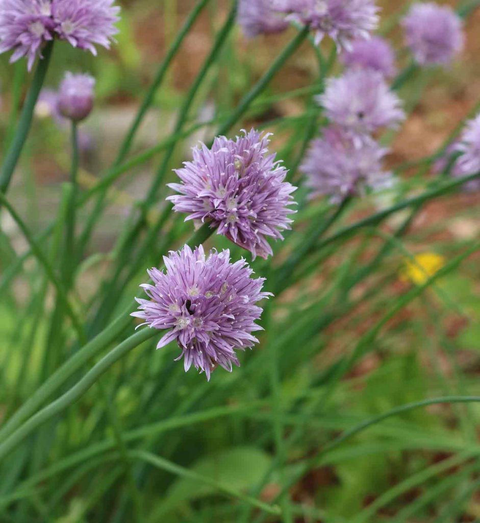 Chives How to Plant & Grow