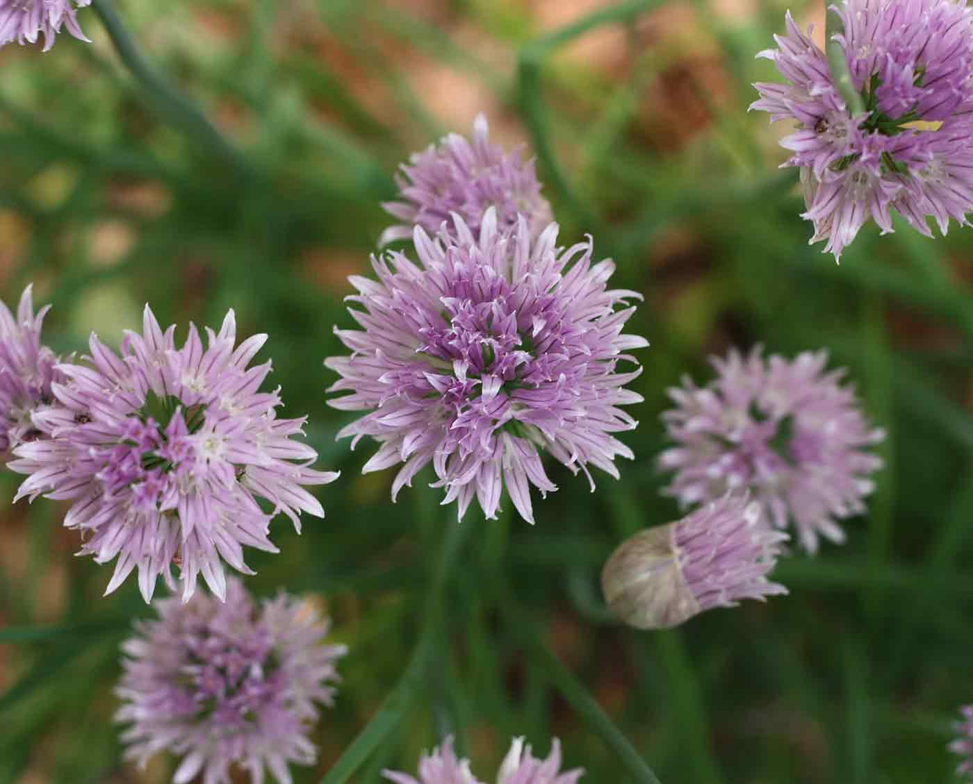 View of chive flowers in bloom from above.