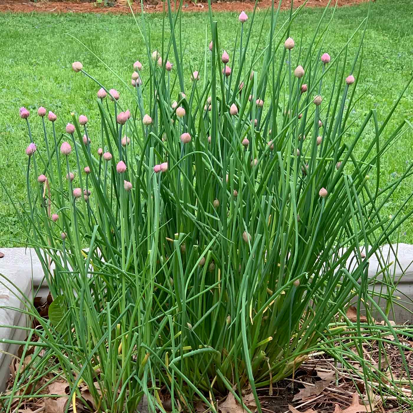 Chive plant with emerging flowers