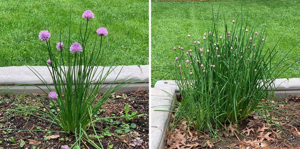 Chives How to Plant & Grow
