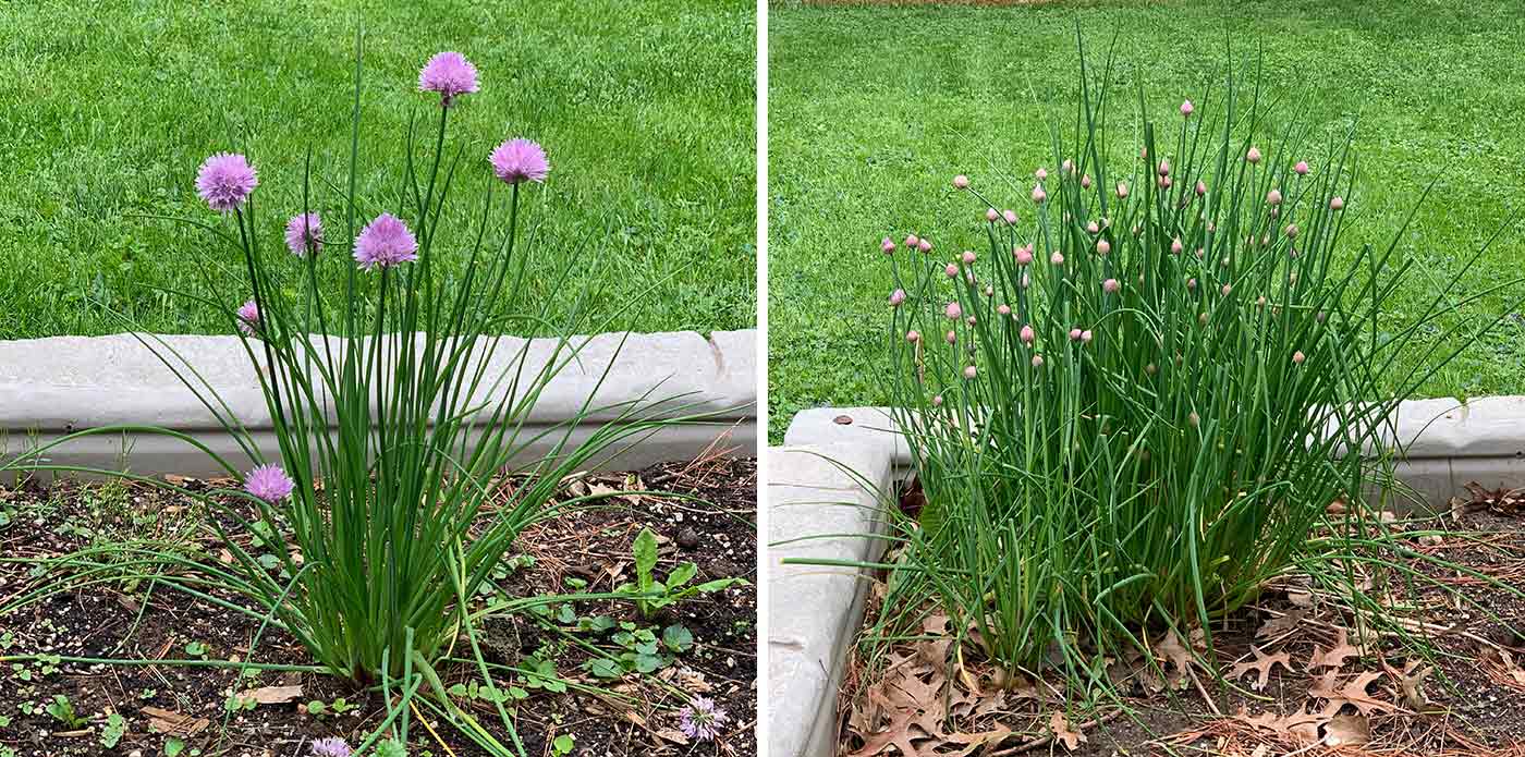 Side by side photos of a 2nd year chive plant and a 4th year chive plant.