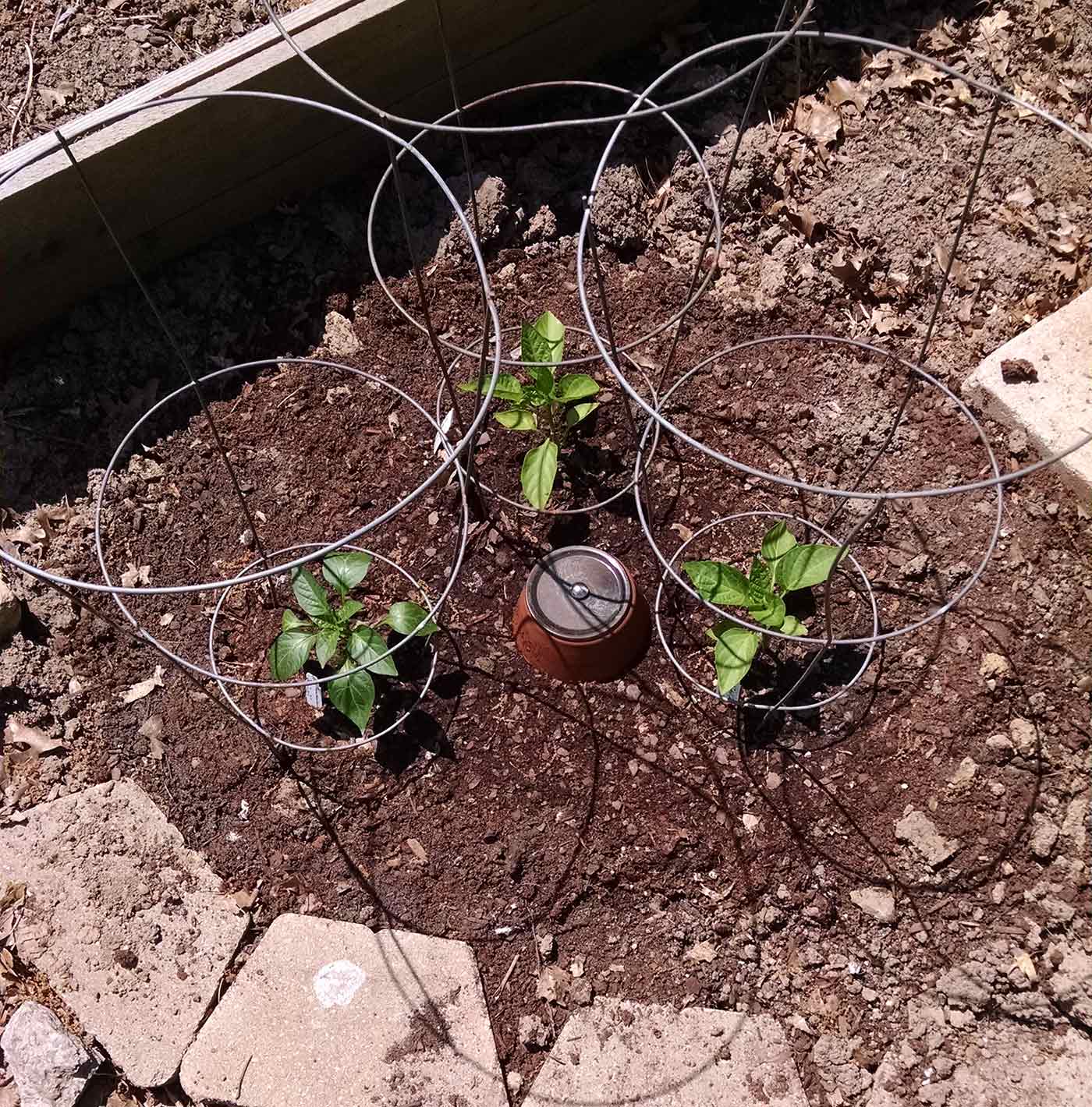 Three pepper plants buried next to a large terracotta olla.