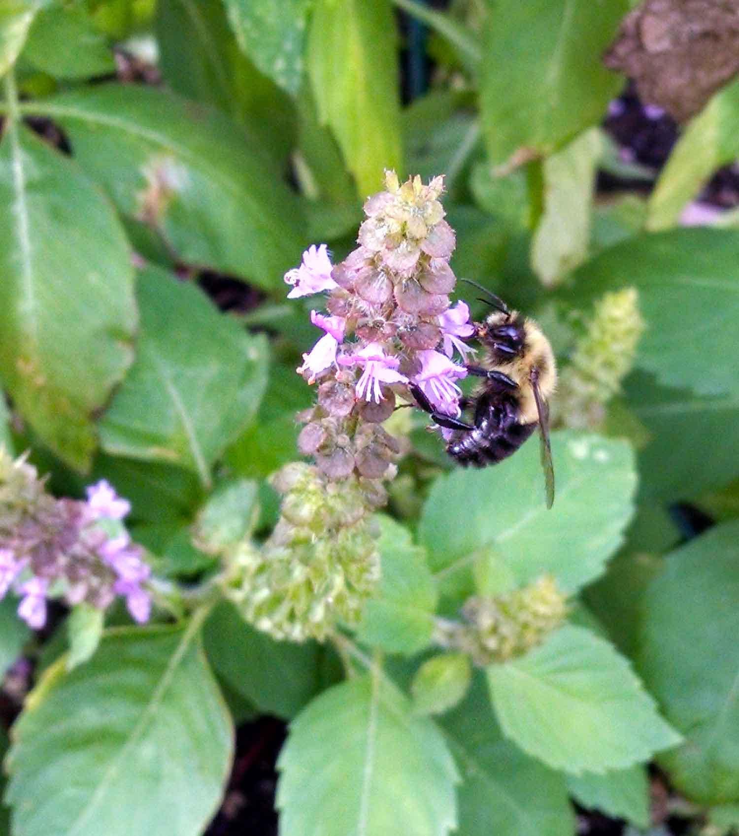 Bumblebee on a Holy basil flower.