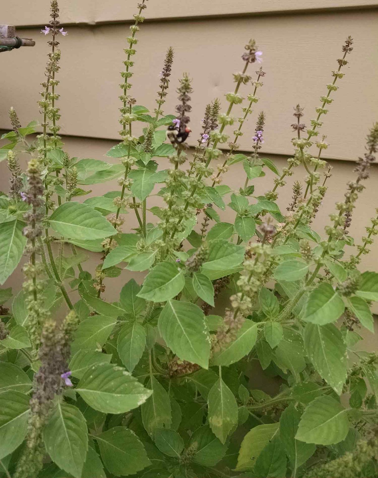 10 Varieties of Basil to Grow in Your Home Garden - SproutedGarden.com