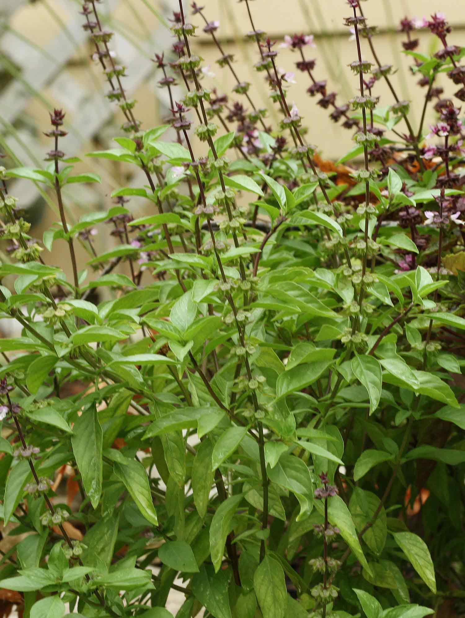 A bed of Thai basil with with purple stems and pink blooms.