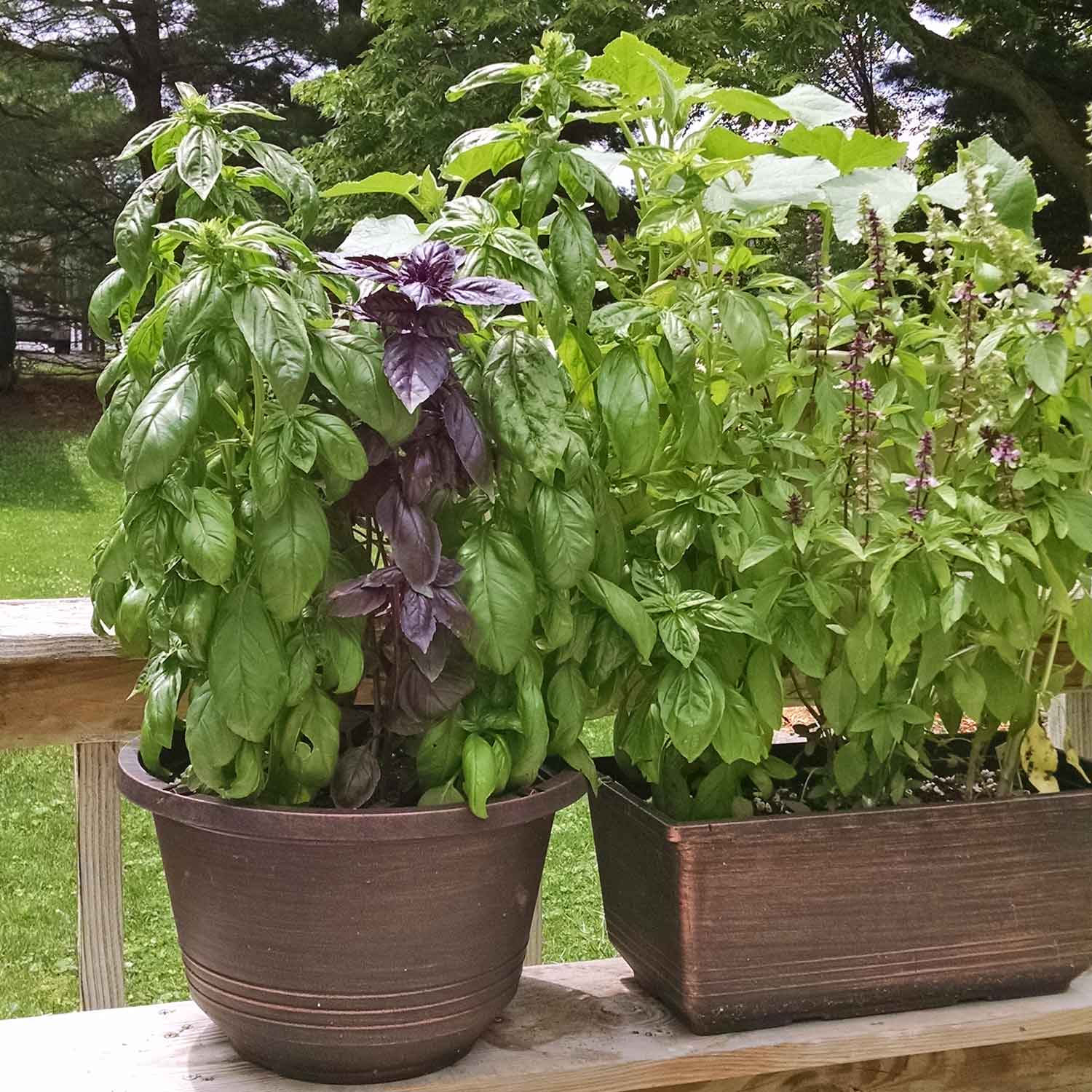 Two planters containing several varieties of basil.