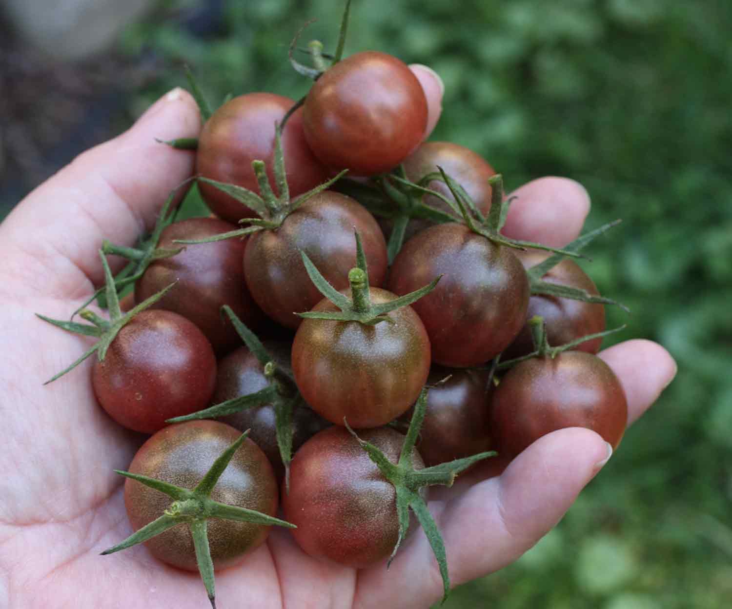 A hand holding freshly picked Black Cherry tomatoes.