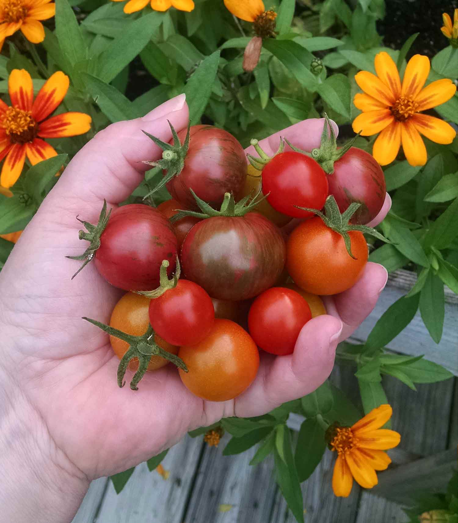 A hand holding freshly harvested cherry tomatoes.
